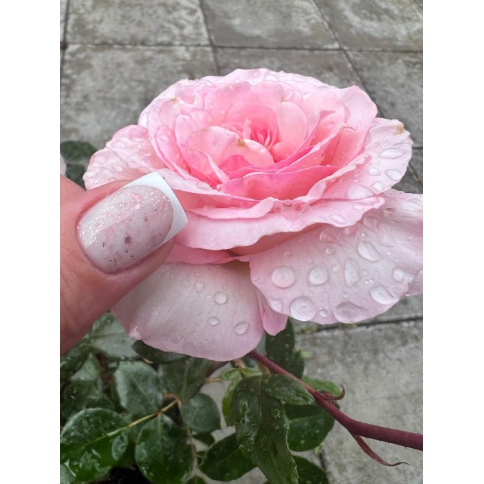 LUXE base 01 ESTRADA-2 LUXE base 01 ESTRADA